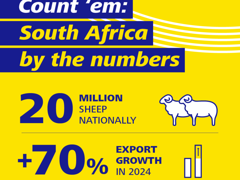 Counting the sheep south africa