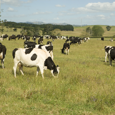 Healthy cows in pasture