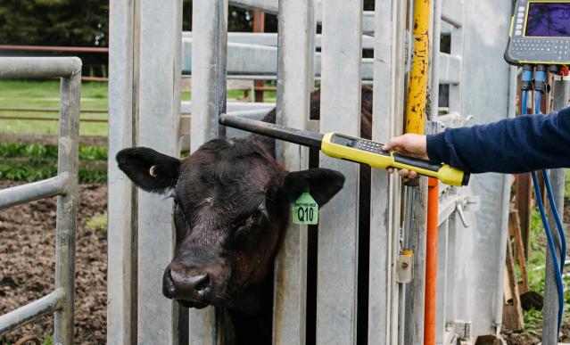 EID reading cattle in a weighing machine